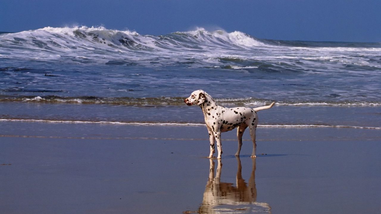 A Day At The Beach Dalmatian HD Wallpaper Backgrounds Dog Pictures